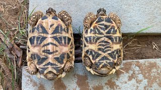 Tortoise eating slug  Indian Star Tortoise [upl. by Nroht]