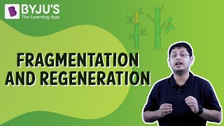 Fragmentation And Regeneration  Class 7  Learn With BYJUS [upl. by Ennairrek]