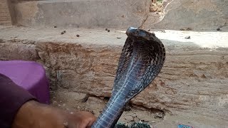 HeartStopping Moment Black Snake Targets Calf But Gets Mooved Away [upl. by Tebasile]