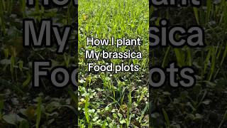 How to plant brassica food plots hunting outdoors whitetail foodplot brassica thehuntingjunkie [upl. by Ardisi]