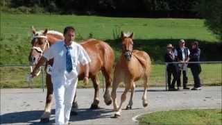 Concours National de Chevaux Comtois [upl. by Tasia]