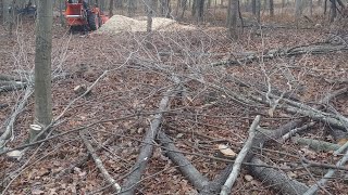 Thinning overgrown woodland for erosion control [upl. by Chrisse]