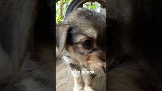 Baby doggieshortvideo doglover dogloversofig animalloverforlife [upl. by Frans]