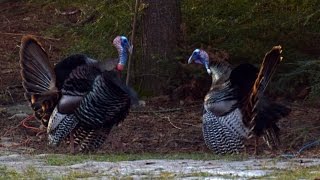 Combat de dindons sauvages 04182015  Wild Turkey Fight [upl. by Dev]