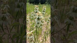 Spotted Beebalm Monarda punctata in Mint Family Lamiaceae  Observed in Description [upl. by Sonnie]