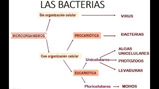 INTRODUCCIÓN A LA MICROBIOLOGÍA  Las bacterias [upl. by Johansen]