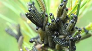 Rudojo pušinio pjūklelio vikšraiEuropean pine sawfly Neodiprion sertifer larvae [upl. by Enyawud]