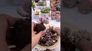 Plant succulents in new pot shortvideo indoorgardening succulentlife nature gardening nature [upl. by Akkimat]