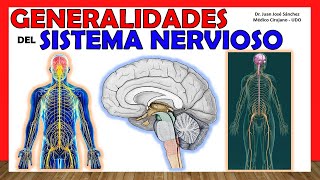 🥇 SISTEMA NERVIOSO en 14 minutos Generalidades  ¡Explicación Sencilla [upl. by Gniw893]