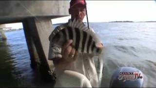 Carolina Fishing TV Swansboro Sheepshead Part II [upl. by Natica]