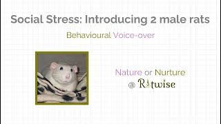 Social Stress in Adult Rats [upl. by Cofsky]