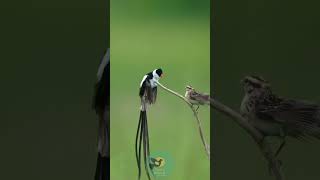 The Mesmerizing Dance of the PinTailed Whydah shorts Fancybirdsandchicken [upl. by Oberheim799]