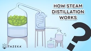 How Steam Distillation Works [upl. by Dnomrej258]