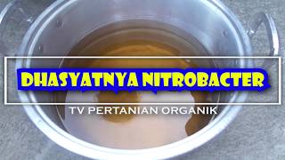 nitrobacter pupukorganik DHASYATNYA NITROBACTER UNTUK PERTANIAN ORGANIK [upl. by Obaza]