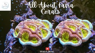 All about Favia corals [upl. by Lorri]