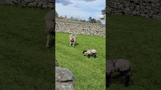 Grassington Snake walk  Yorkshire Dales National Park walk yorkshiredales [upl. by Wynn]