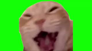 Green Screen Laughing Cat Meme [upl. by Bekaj]