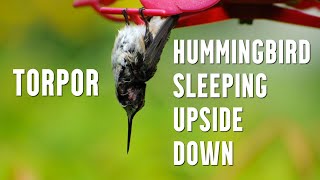 Hummingbird Sleeping Upside Down  Learn About Torpor [upl. by Bronk]