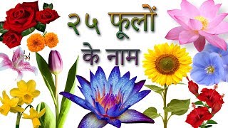 25 Flowers Names In Hindi 🌺🌷🌼  फूलों के नाम हिंदी में  Phoolon Ke Naam in Hindi  Hindi Flowers [upl. by Neelram]