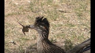 Roadrunner vs Lizard 2 [upl. by Ytsirt]