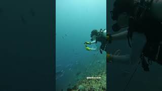 Scuba Diving in Maldives Rasdhoo [upl. by Spears]