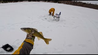 Short Walleye Session [upl. by Ttelrats]