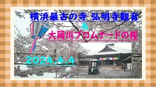 横浜最古の寺 弘明寺観音と大岡川プロムナードの桜🌸 [upl. by Tyler]