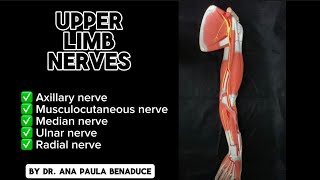 Dr Benaduce Upper Limb Nerves [upl. by Navoj]