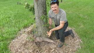 Stem Girdling Root Removal in Established Trees [upl. by Longwood]