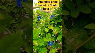 ajita phool bahut hi Shubh hota hai garden flowers gardening houseplants aprajita trending [upl. by Ferdie]