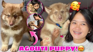 Surprise Puppy Gift From Raymundo Gfarm  NEW AGOUTI PUPPY  Husky Pack TV [upl. by Louis663]