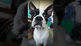 Are we cute boxerdog bostonterrier chipoo [upl. by Nij242]