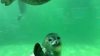 Curious Seals at Seehundstation Norddeich [upl. by Nocaed]