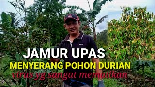 JAMUR UPAS  MENYERANG  POHON DURIAN  RIZAL DURPAY [upl. by Janella820]