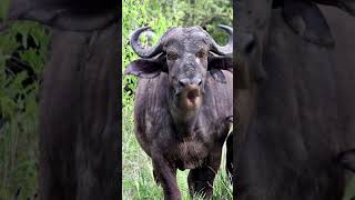 New hamba hamba cartoon buffalo comedyvideo funnybuffalo vairalcomedyvideo animals buffallo [upl. by Lramaj777]