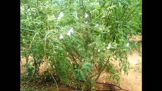 Moringa seeds PKM 2 Plant [upl. by Mccurdy]