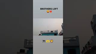 BROTHERS LOFT BAREILLY ❤️‍🔥 youtubeshorts pigeonlover trending supportme viralshorts pigeon [upl. by Herwick535]