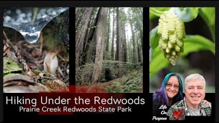 Hiking Under the Redwoods in Prairie Creek Redwoods SP [upl. by Felisha]