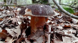 PORCINI e altri SUPER FUNGHI [upl. by Katusha361]