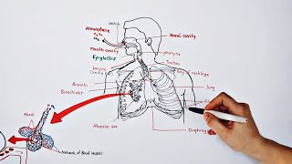 Human respiratory system class 10  respiration in human  Life processes class 10 biology [upl. by Noonan]