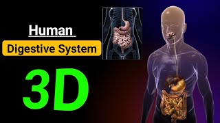 digestive system animation 3d hindi  pachan tantra 3d animation in hindi [upl. by Hyams]