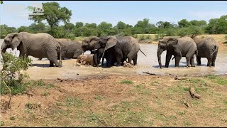 Elephant Swim time  Khanyisa goes in the deep end and Bubi is not in a good mood [upl. by Grier254]