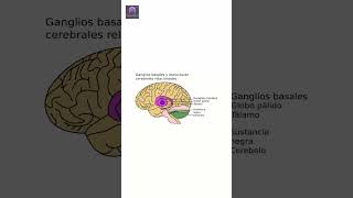 🧠 La importancia de los ganglios basales en el cerebro 🧬 neuroscience cerebroactivo bienestar [upl. by Ashjian]