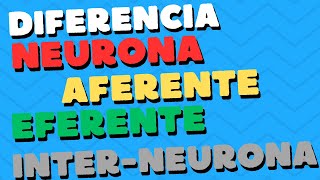 Diferencia entre NEURONA AFERENTE EFERENTE e INTERNEURONA 🧠🧠 [upl. by Anertak]