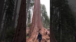 Kings Canyon National Park  General Grant Tree [upl. by Anniala]