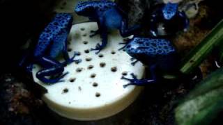 Dendrobates azureus alimentação em cativeiro [upl. by Lledroc]