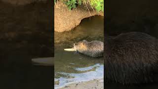 We Saw A Nutria Rat Today and He Ate Ice Cream Shorts [upl. by Enilorak]