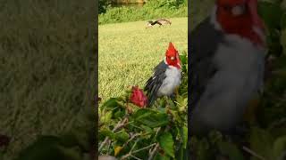 Beautiful Red crested cardinal crisp chirping [upl. by Baumbaugh881]