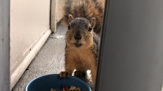 Two Squirrels Eating [upl. by Hcaz699]