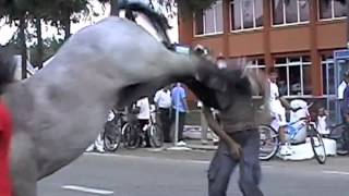 DAPS Viral Video Commentary 4  guy Get Kicked in Face By Horse [upl. by Law]